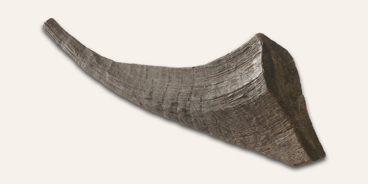 Rhino Horn